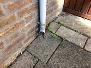 fix a clogged rain pipe in Amsterdam